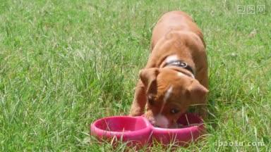 小狗在草地上吃盘子里的食物